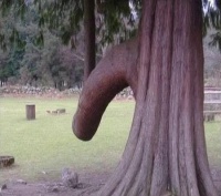 Nature Sex Art1